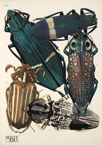 Planche 13 de Insectes, pub. années 1930 - Émile Allain Séguy
