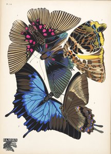 Planche 16, de Papillons, publié en 1925