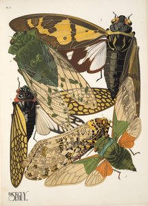 Planche 2 de Insectes, pub. années 1930