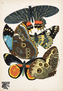 Planche 2, de Papillons, pub. 1925