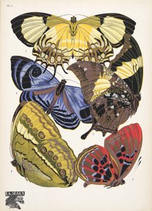 Planche 4, de Papillons, pub. 1925