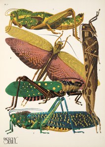 Planche 7 de Insectes, pub. années 1930