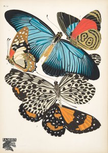 Planche 11, de Papillons, pub. 1925