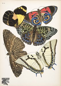 Planche 12 de Papillons, pub. 1925