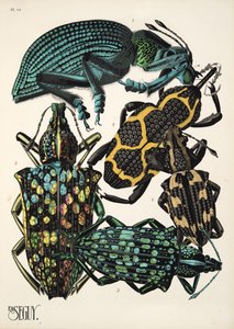 Planche 14 de Insectes, pub. années 1930 - Émile Allain Séguy