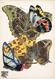 Planche 15 de Papillons, pub. 1925