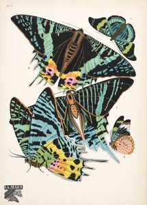 Planche 7, de Papillons, pub. 1925