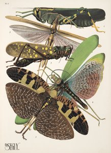Planche 8 de Insectes, pub. années 1930