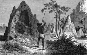 Village de termites guerriers, Afrique. Gravure 1897 - Emile Antoine Bayard