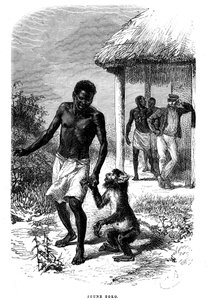 Jeune singe Soko en Afrique. Gravure par Émile Bayard (1837-1891) illustrant les dernières histoires de l