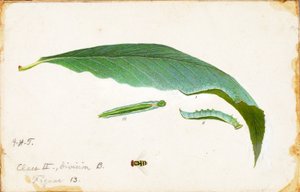 Chenille de bord de feuille de plage non tachetée, étude pour le livre La dissimulation de la coloration dans le règne animal - Emma Beach Thayer