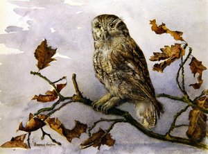Un hibou