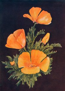 Pavot de Californie, vers 1915