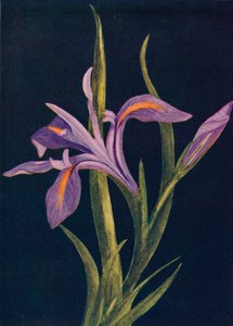 Iris terrestre - Emma Graham Clock