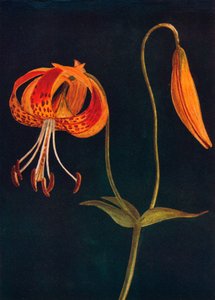 Lys léopard, vers 1915