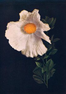 Pavot de Matilija, vers 1915