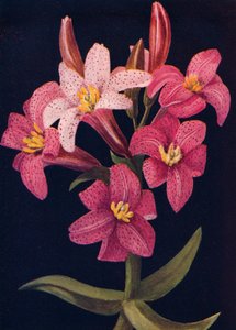 Lys rubis, vers 1915