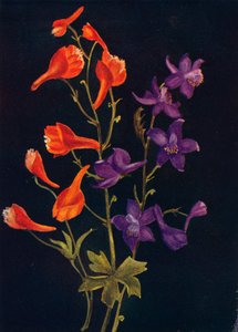 Delphinium Écarlate et Bleu, c1915 - Emma Graham Clock