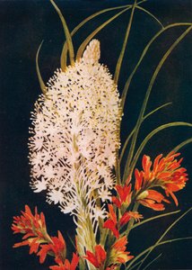 Herbe Squaw et pinceau écarlate, vers 1915