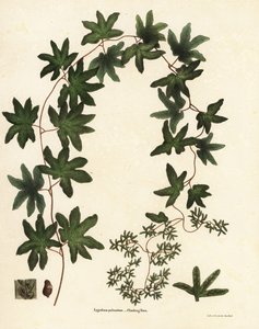 Fougère grimpante américaine ou fougère de Hartford, Lygodium palmatum