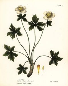 Trollius laxus - Endicott Endicott
