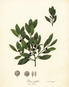 Thé des Appalaches, Ilex glabra