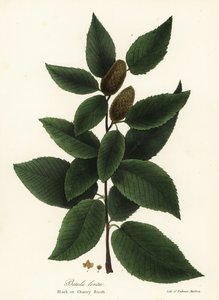 Bouleau noir ou bouleau cerisier, Betula lenta - Endicott Endicott