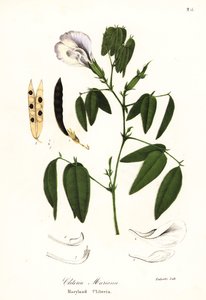 Pois papillon, ailes de pigeon de l