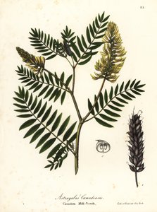 Astragale du Canada, Astragalus canadensis - Endicott Endicott