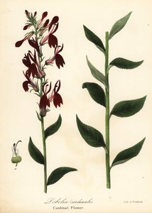 Lobelia cardinalis