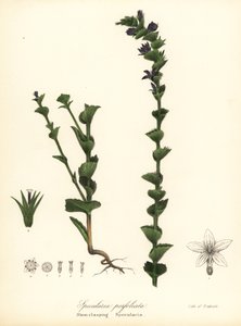 Miroir de Vénus ou campanule à feuilles embrassantes, Triodanis perfoliata (Specularia perfoliata) - Endicott Endicott