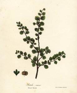 Bouleau nain, Betula nana