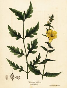 Fausse digitale, Aureolaria flava