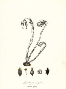 Plante fantôme, pipe indienne ou plante cadavre, Monotropa uniflora - Endicott Endicott