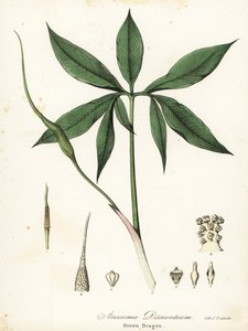 Dragon vert ou racine de dragon, Arisaema dracontium