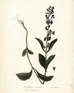 Scutellaria elliptica