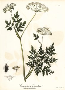 Persil de ciguë