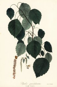 Grand tremble, peuplier à grandes dents, peuplier blanc, Populus grandidentata
