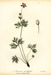 Anémone du Pacifique ou anémone à feuilles découpées, Anemone multifida - Endicott Endicott