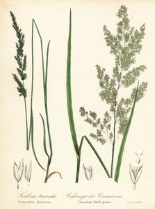 Sphenopholis obtusata et Calamagrostis canadensis