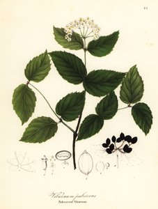 Viorne pubescente, Viburnum pubescens