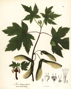 Érable argenté, Acer saccharinum (Érable à feuilles argentées, Acer dasycarpum)