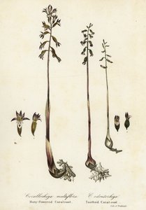 Corallorhize maculée, Corallorhiza maculata, et corallorhize d
