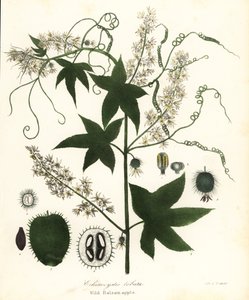 Concombre sauvage, concombre épineux, concombre à bardane ou pomme de baume sauvage, Echinocystis lobata
