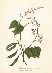 Haricot sauvage, Phaseolus polystachios