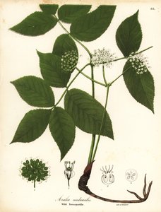 Salsepareille sauvage, Aralia nudicaulis