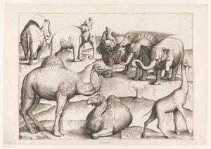 Huit animaux - Enea Vico (attributed to)