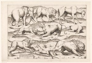 Neuf animaux sauvages - Enea Vico (attributed to)