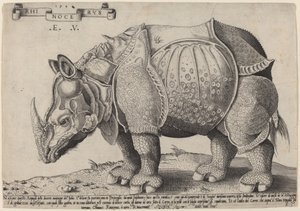 Rhinocéros