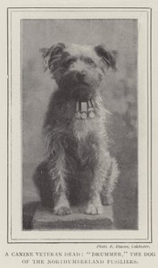 Un vétéran canin mort, Drummer, le chien des Northumberland Fusiliers - English Photographer